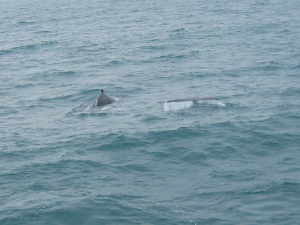 Flipper, le dauphin de tous les combats