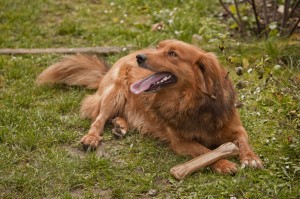 Lassie, un chien fidèle