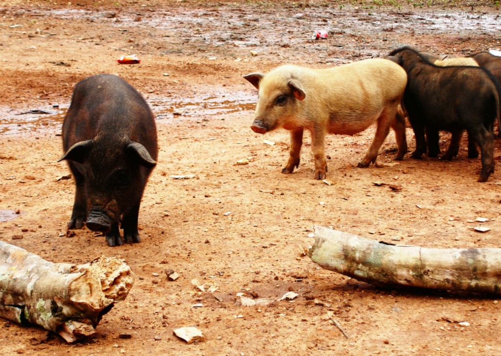 Babe, le cochon récompensé aux Oscars