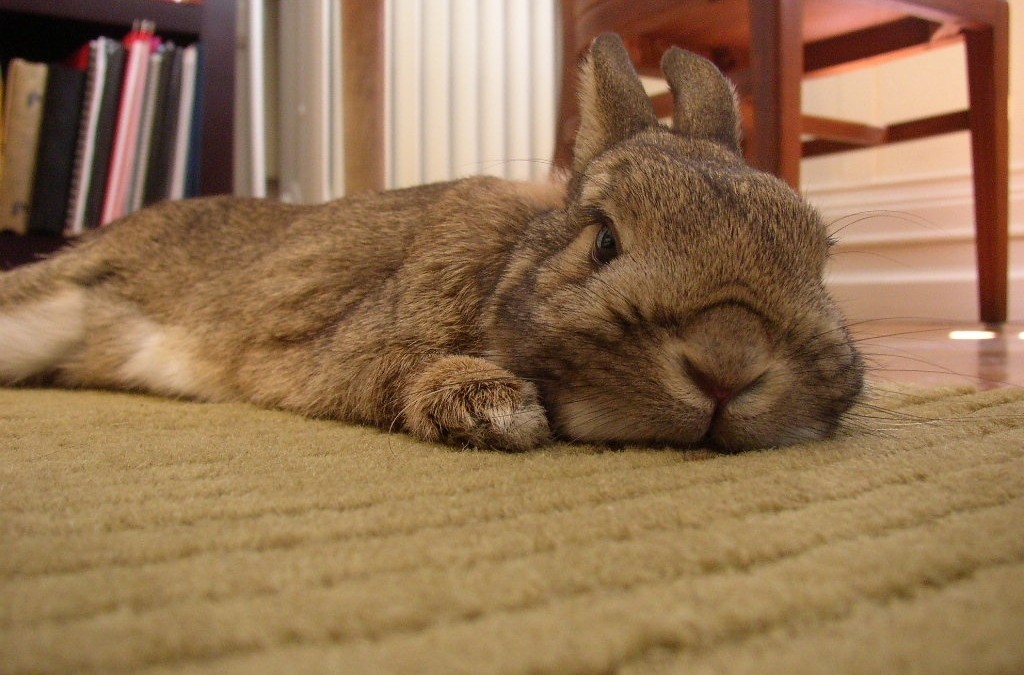 Un animal de compagnie doit toujours être bien accueilli dans un foyer !