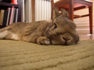 Un animal de compagnie doit toujours être bien accueilli dans un foyer !