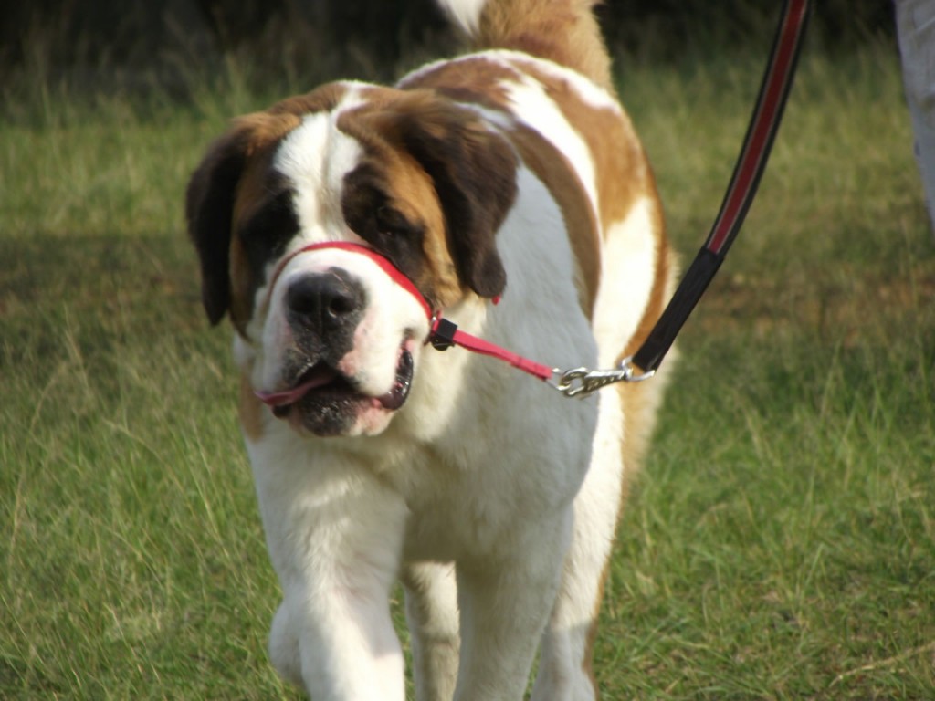 Beethoven, le Saint-Bernard qui fait la loi!