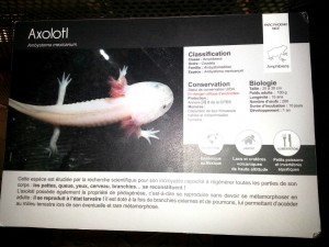 Le mystère autour de L’Axolotl suscite l’intérêt des chercheurs