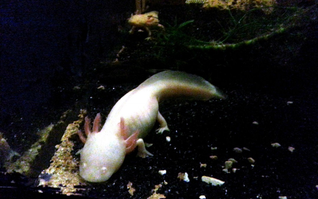 L’Axolotl, un animal tout droit sorti d’un film de science-fiction