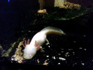 Ce petit monstre marin est bien réel