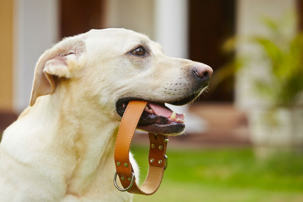 Rien de plus simple que de dresse son chien avec la méthode du clicker training