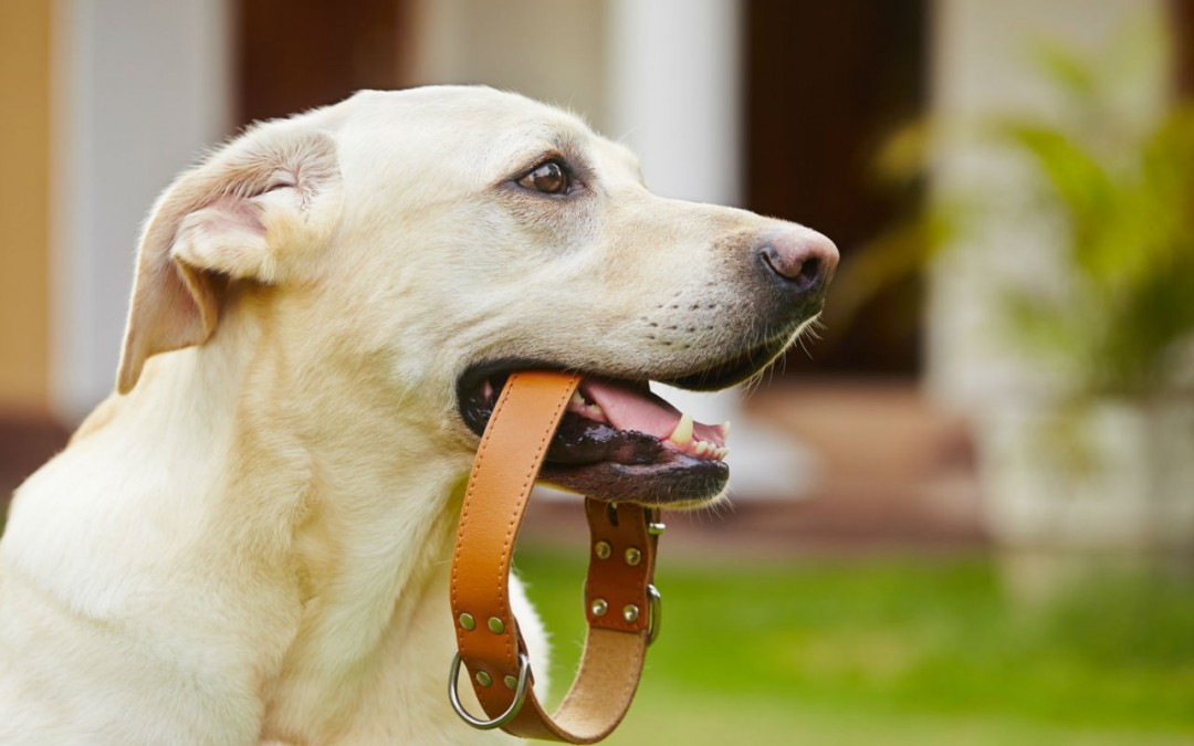 Rien de plus simple que de dresse son chien avec la méthode du clicker training