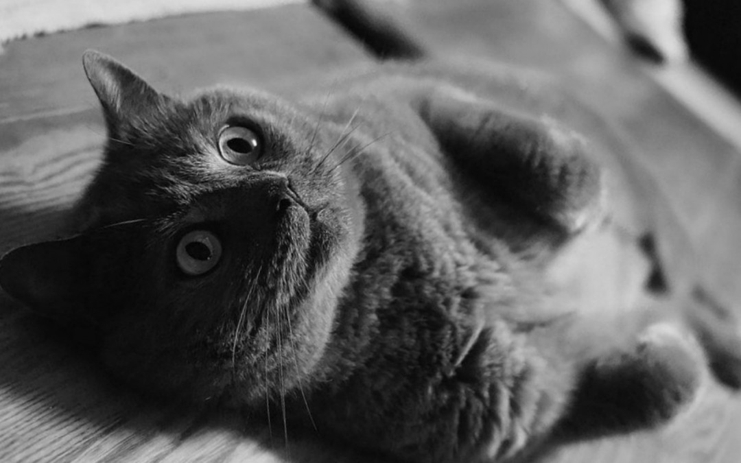 Le British Shorthair, une robuste et tendre boule de poils