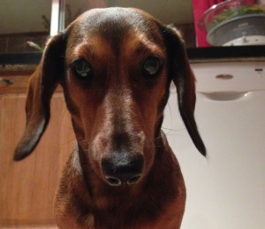 Le chien est plus que le meilleur ami de l'homme, c'est un être extraordinaire