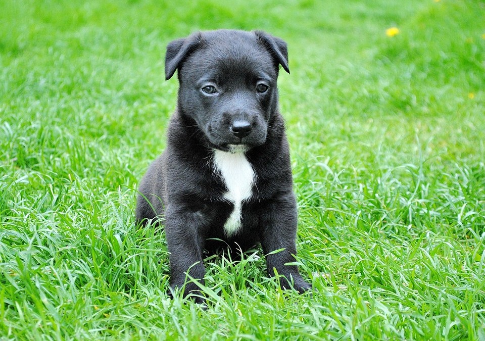 Chien : Combien coûte la vie de cet animal de compagnie ?