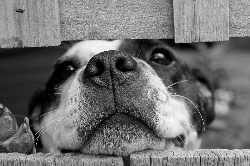 Ce qu’il faut savoir pour choisir la race de son chien