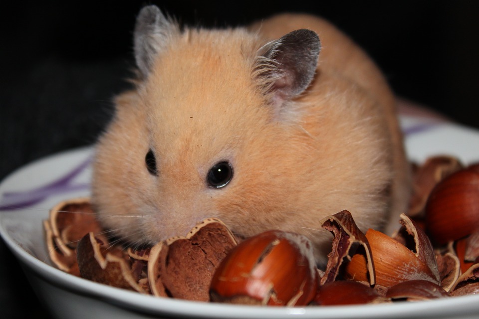 Tout sur le hamster et son hibernation