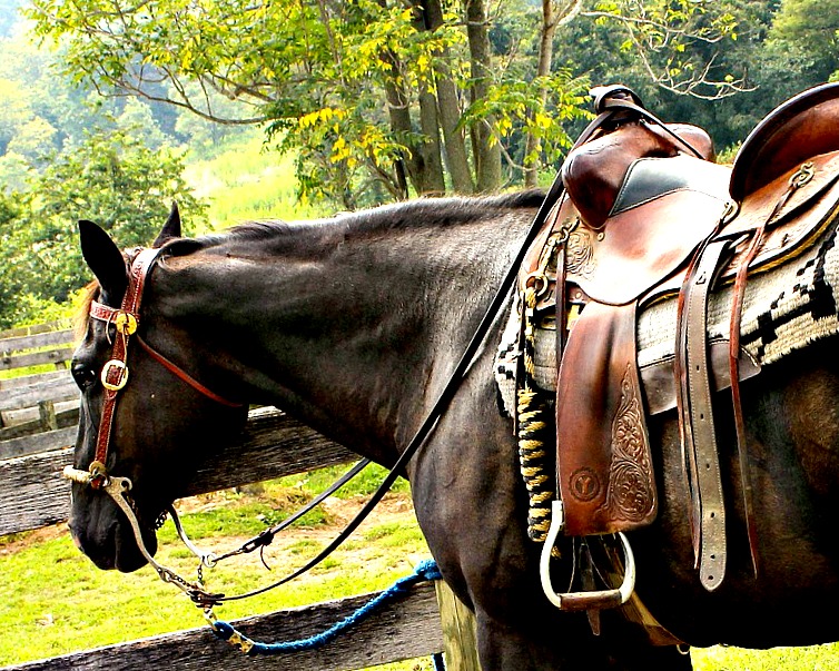 La tondeuse pour chevaux : tout ce que vous devez savoir avant de tondre votre cheval