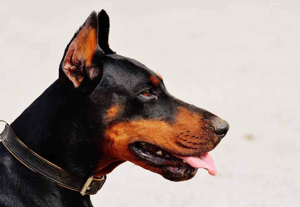 Les réels coûts d’un chien