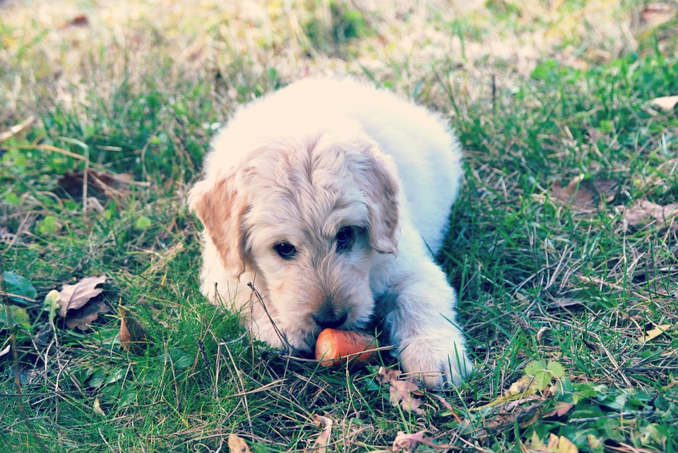 chien-repas