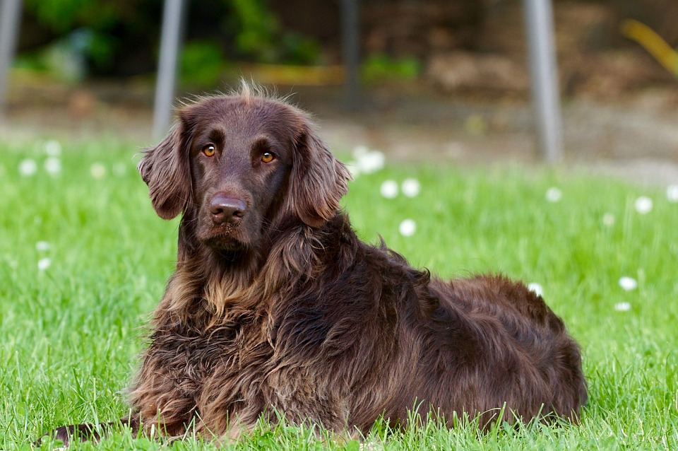 L’essentiel sur les maladies des chiens