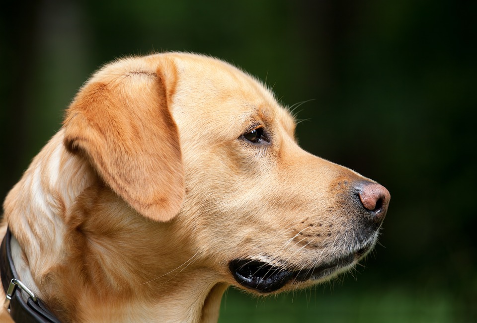 Chien polisson : Nos conseils pour y remédier