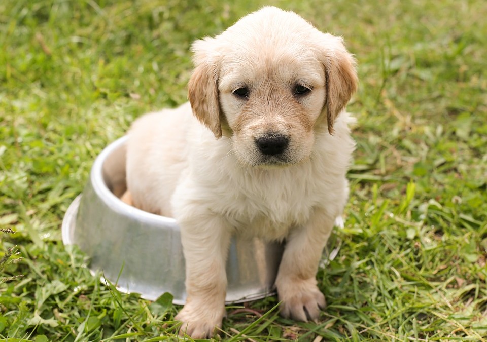 Chiot : un choix qui doit être murement réfléchi.