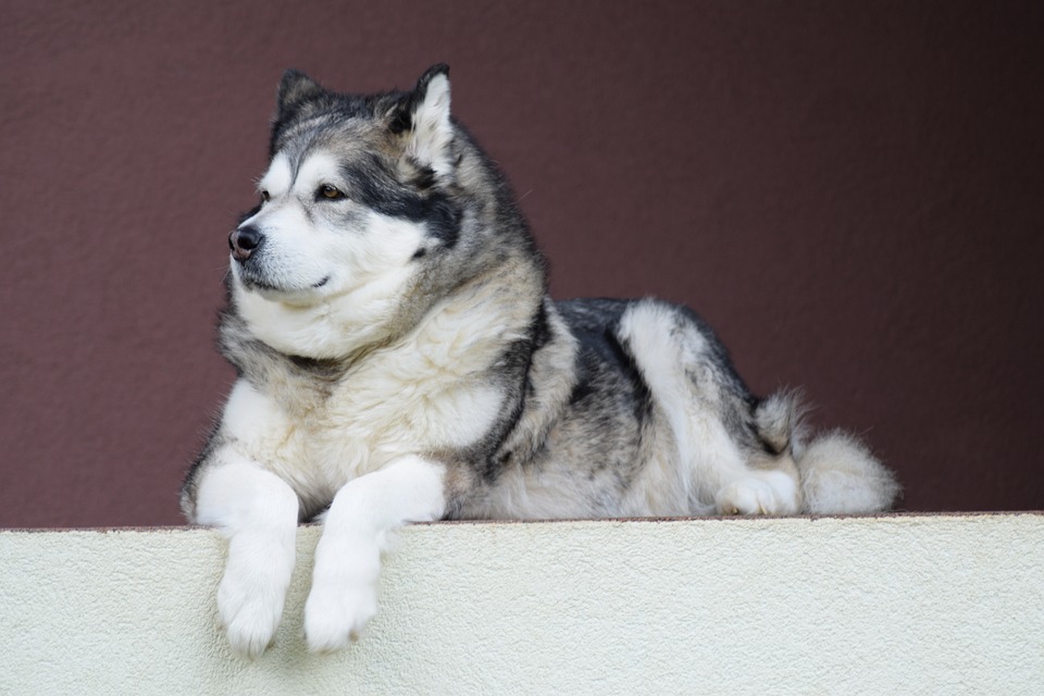 Chien de refuge : facilitez son arrivée chez vous