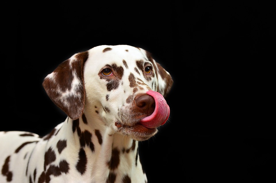 Donner de l’amour à son animal de compagnie