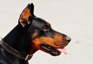 chien-doberman