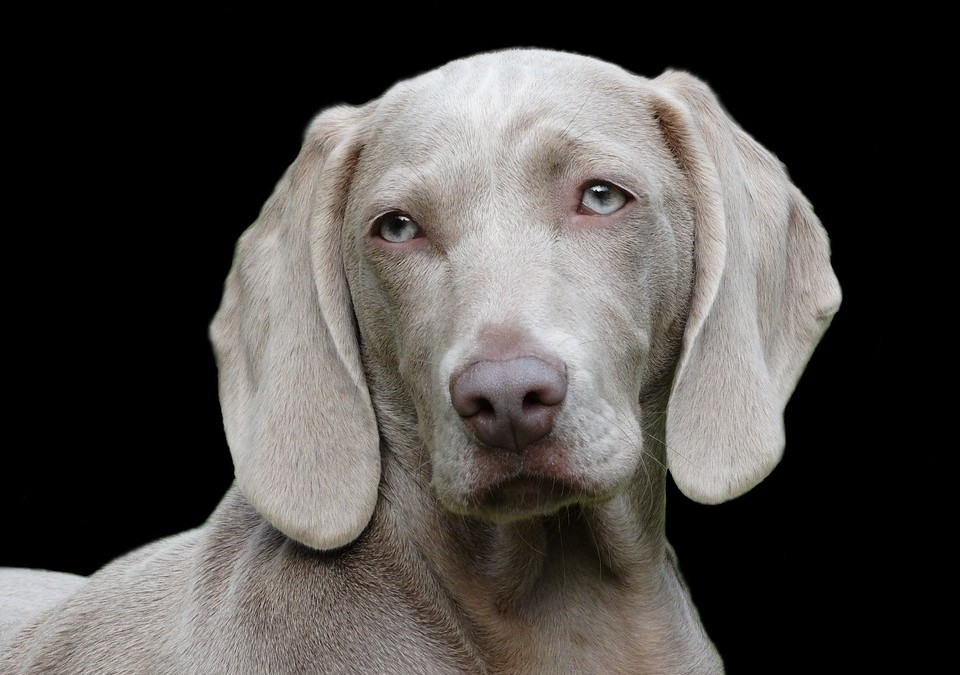 La meilleure manière d’aimer votre chien