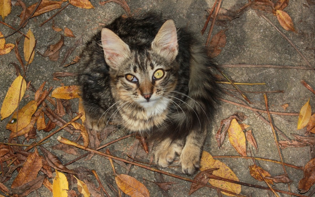 Connaitre les maladies de chat