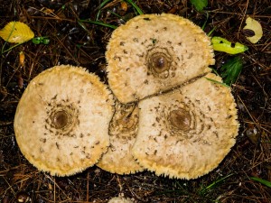 mushrooms-200875_1280