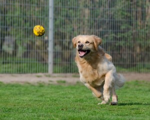 golden-retriever-750592_1280