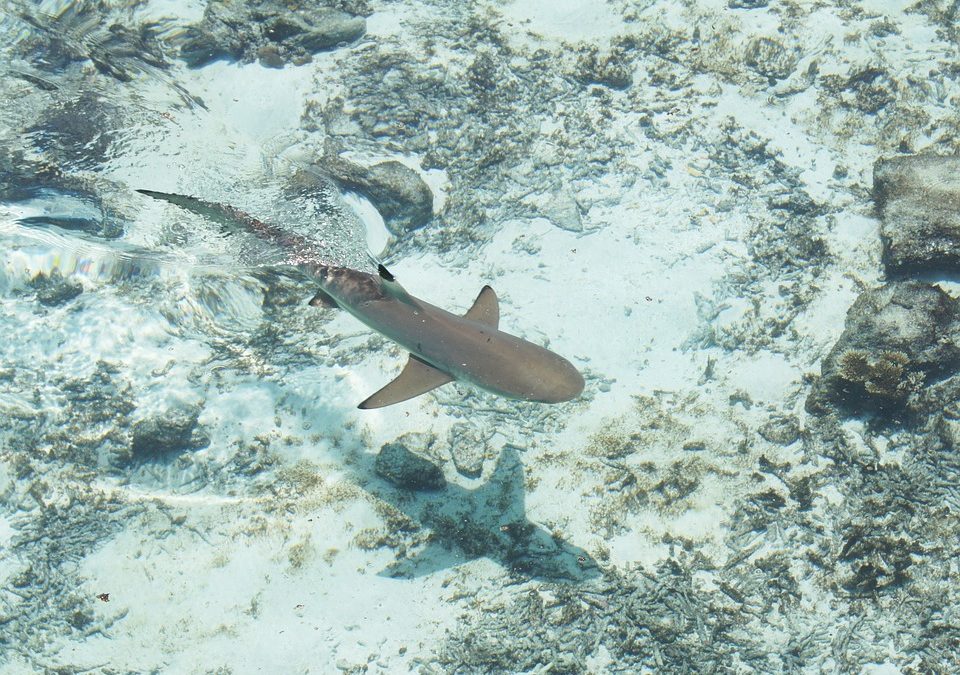 Zoom sur le requin