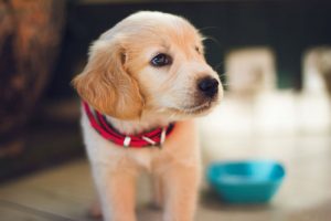 chiot labrador de quelques semaines avec un collier rouge