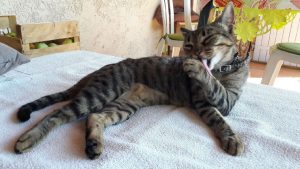 chat gouttiere