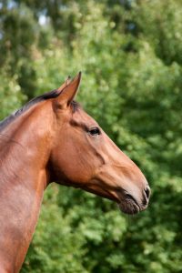 cheval