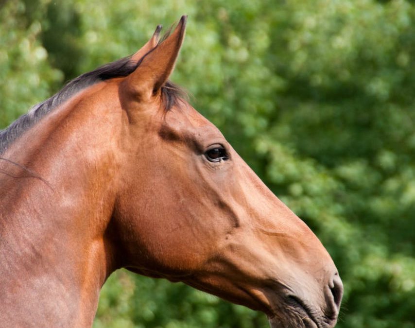 Comment transporter vos chevaux ?