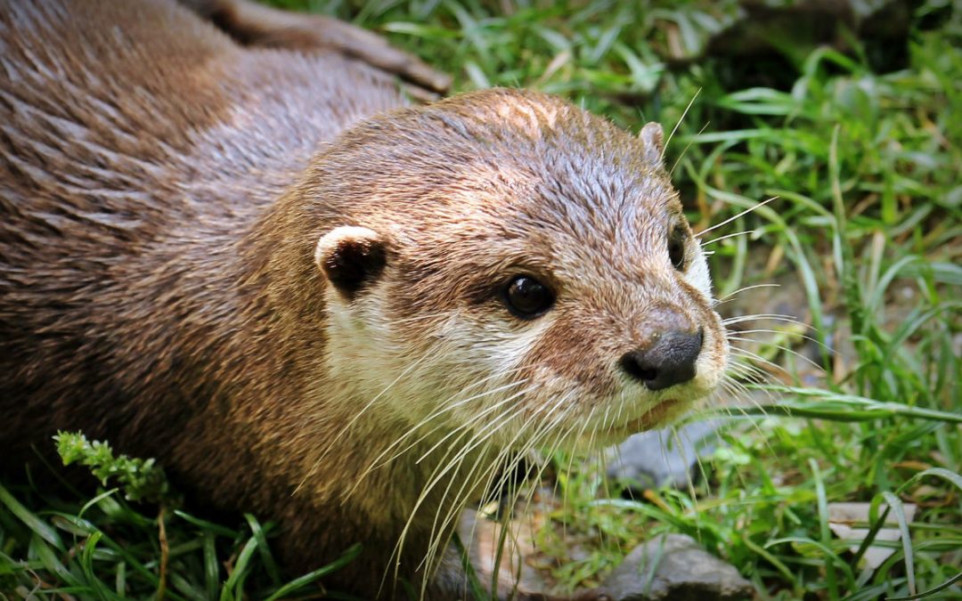 Loutre