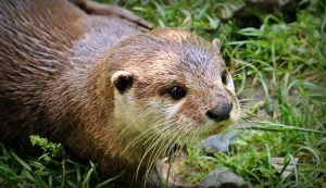 Loutre