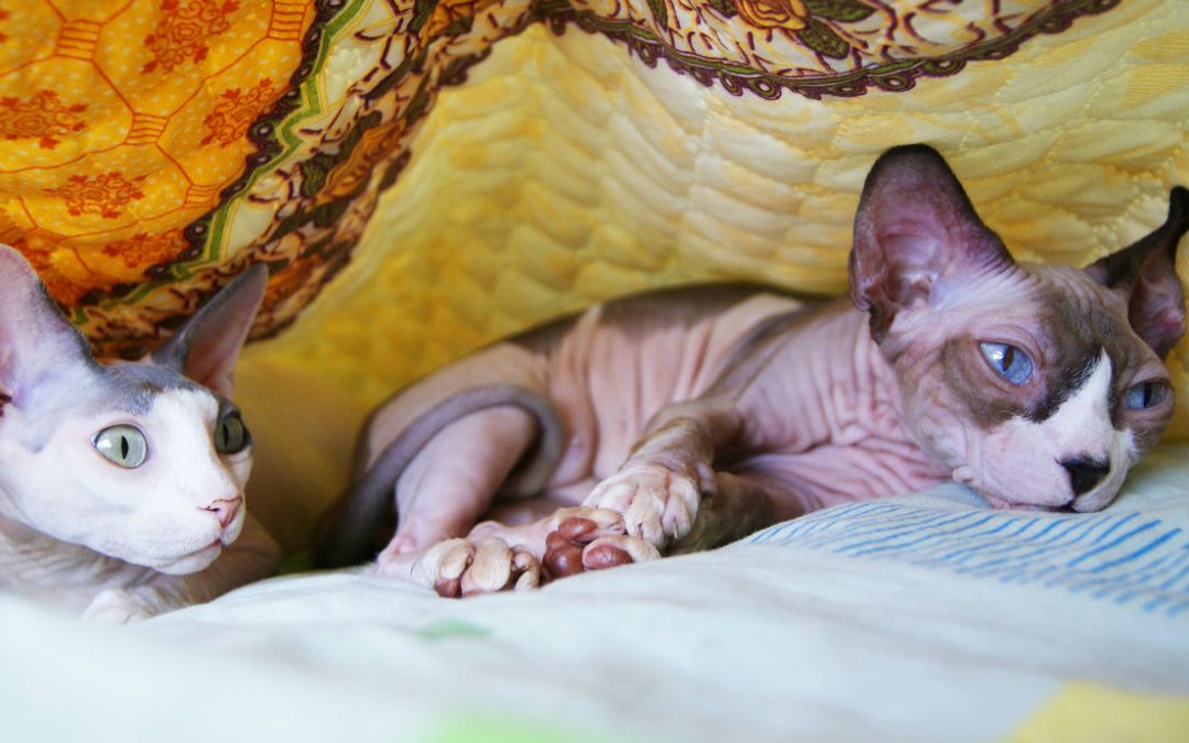 chat sphynx