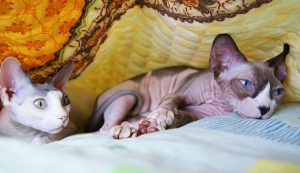 chat sphynx