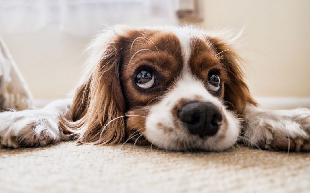 Comment nettoyer le couchage du chien ?