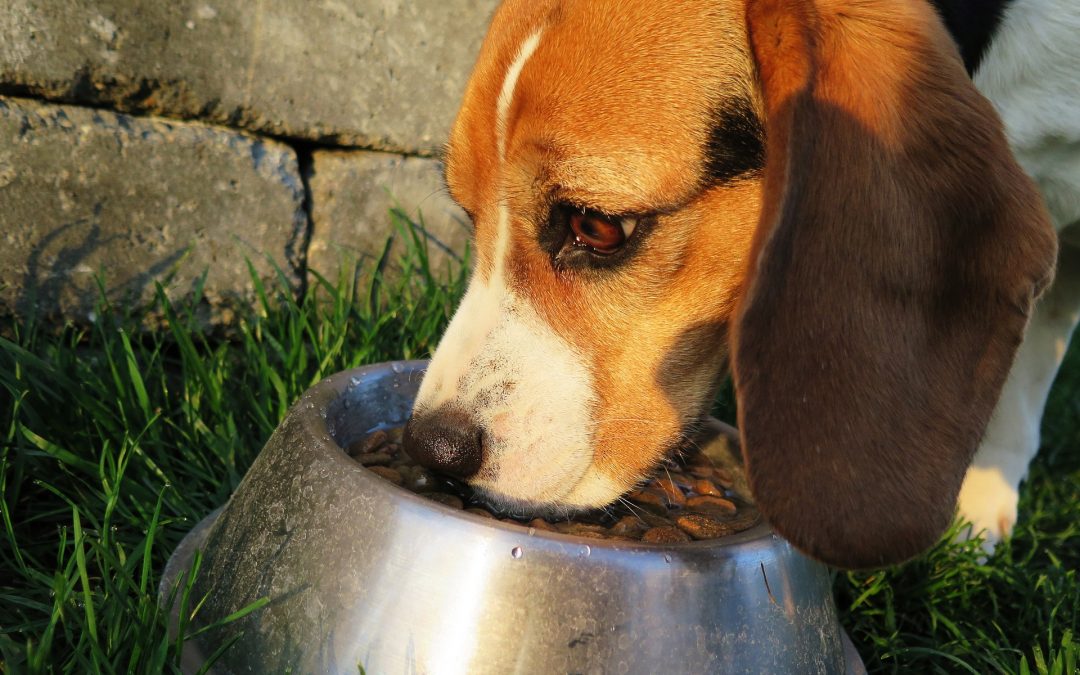 Quelle alimentation est adaptée à un chien sénior ?