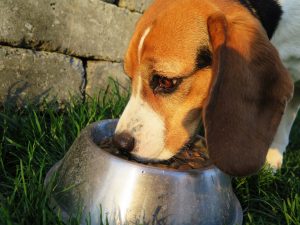 alimentation du chien