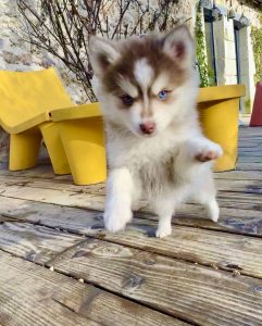 race pomsky