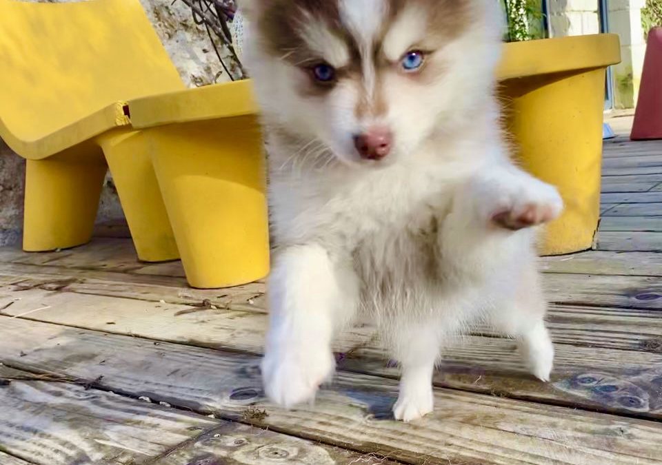 Zoom sur la race de chien des Pomsky