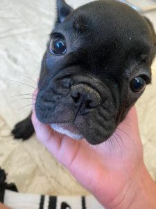 chien assurance sante