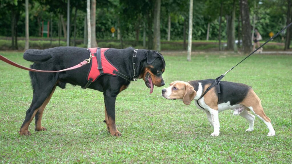 Socialisation d'un chien