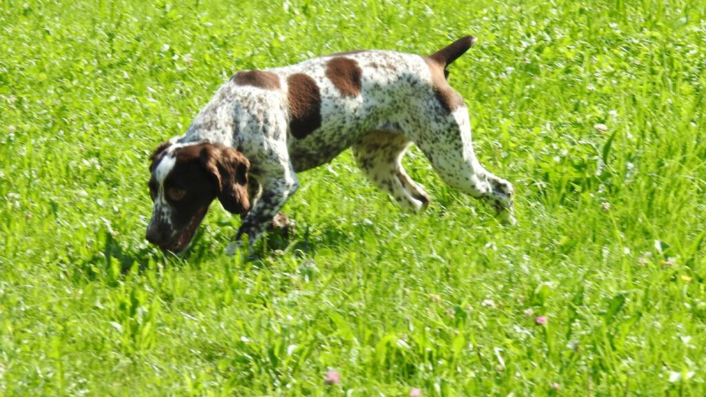 Un chien de chasse