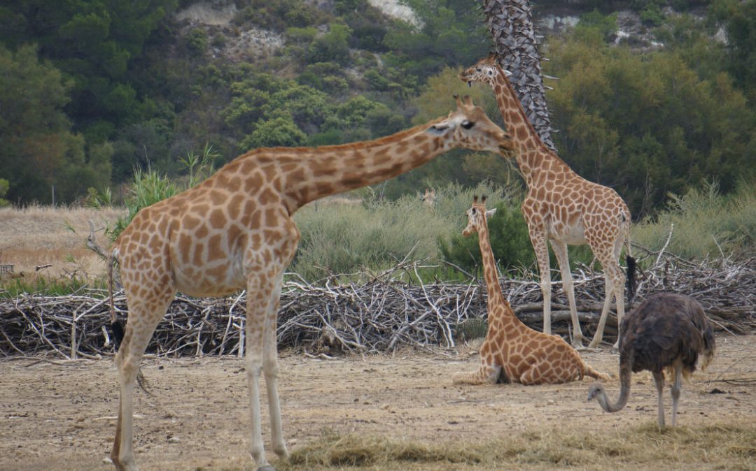 Comment observer la faune namibienne ?