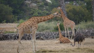 voyage namibie animaux