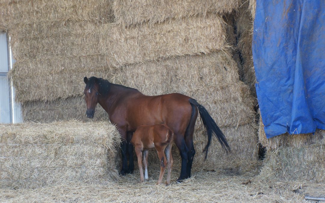 Selle à cheval : guide d’installation