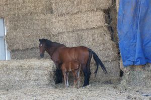 Cheval et son poulain